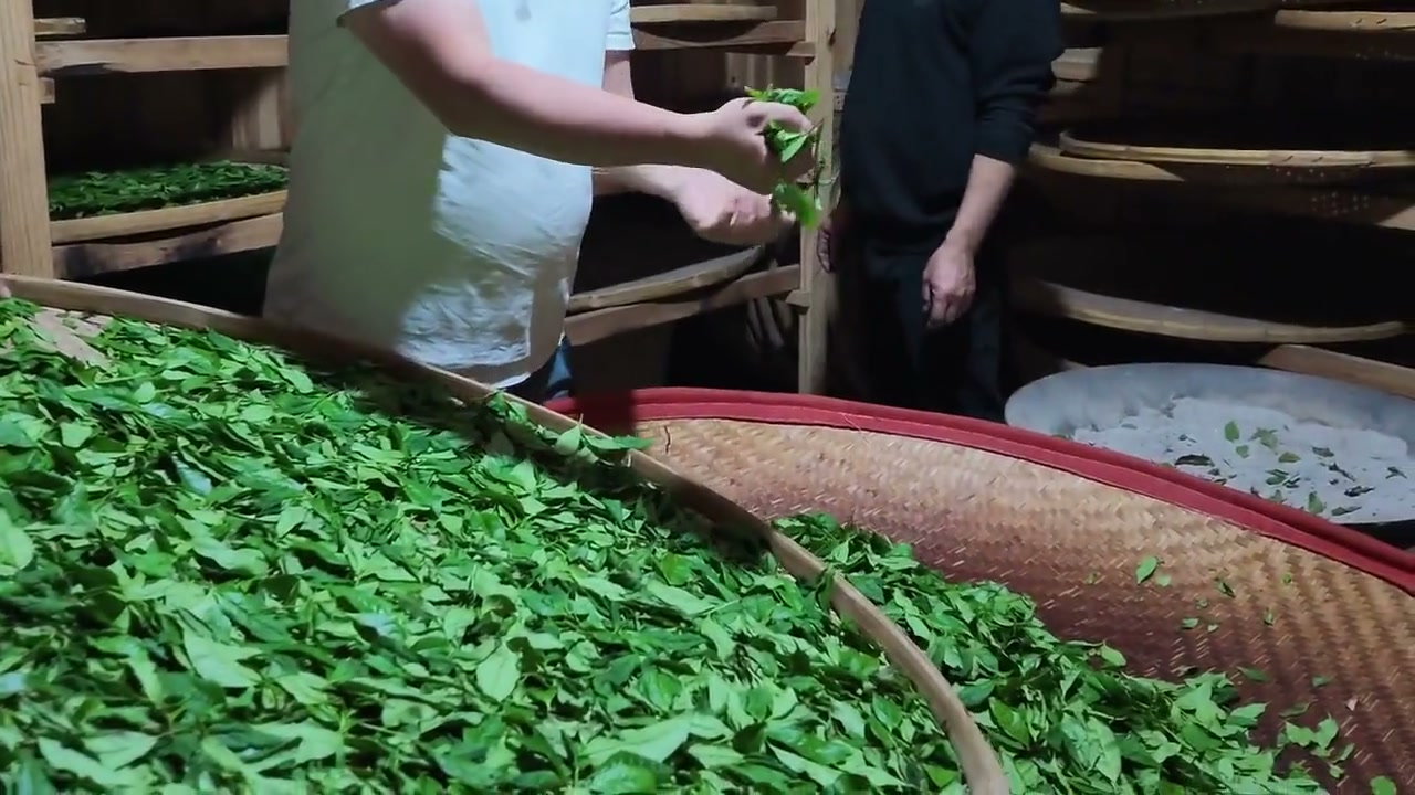 A tea maker holds leaves above bamboo trays in the smokehouse.